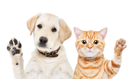 Dog and Cat - North Bay Pet Expo